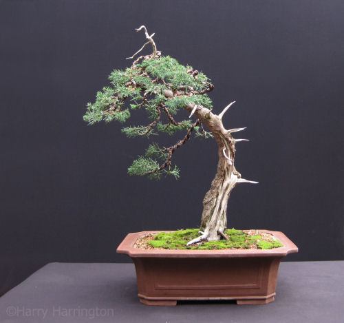 Chinese Juniper Bonsai